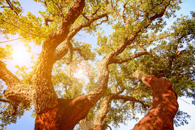 The Impact of Vegan Leather: Why Cork Is the Superior Choice