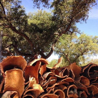 What You Need to Know About Cork Harvesting
